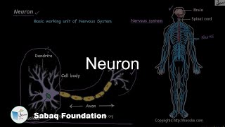 Neuron or Nerve Cell