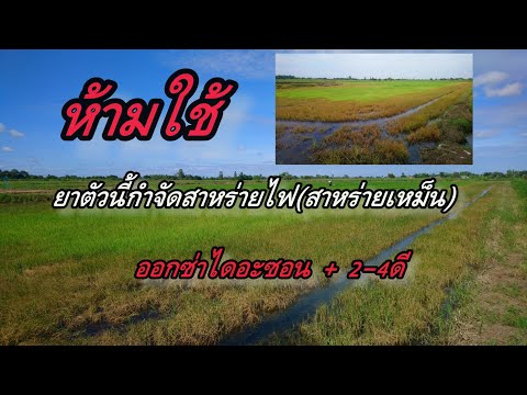 กำจัดสาหร่ายไฟสาหร่ายเหม็น​ห้ามใช้สารนี้ถ้าไม่ศึกษา