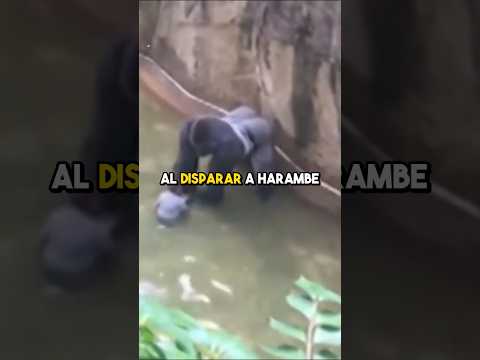 La historia del gorila Harambe asesinado a tiros hace 7 años