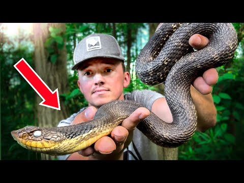 Hunting For Huge SNAKES in Wisconsin!