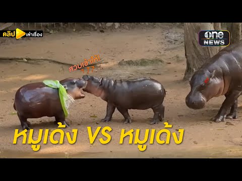 หมูเด้งตัวจริง สวบหมูเด้งตัวปลอม  | คลิปเล่าเรื่อง | สำนักข่าววันนิวส์