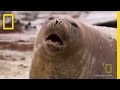Elephant Seal Behavior and Movement Patterns