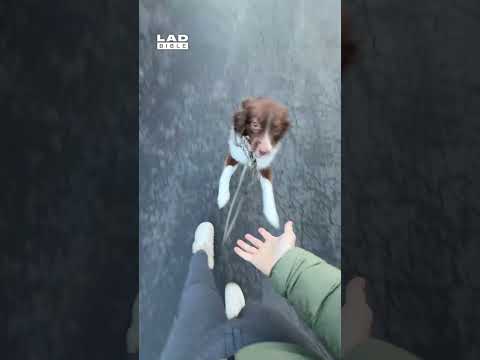 I don't know who is training who in this relationship 🤣 (🎥: ViralHog)