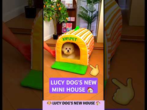 लूसी का नया वाला घर 🐶 Fluffy dog's house 🏠 Cute Dog Mini House #doghouse #pethouse #minihouse