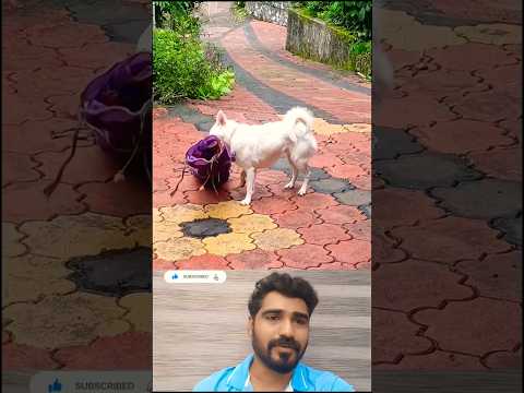 അവൻ്റെ ഒരു വികൃതി #sjorts #dog #love #funny