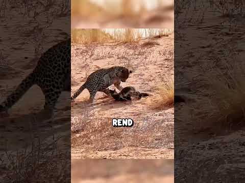 Maël le Ratel 💀