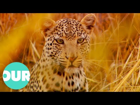 YouTube video thumbnail: Nambia's Scorching Plains: Home to the Reclusive Leopard