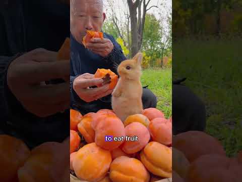 The uniquely colored bunny abandoned by its mother #bunny #shorts #animals #cute