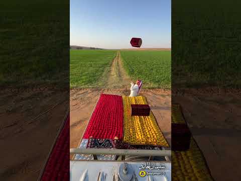 جلسة المطرحة 🌕🔴