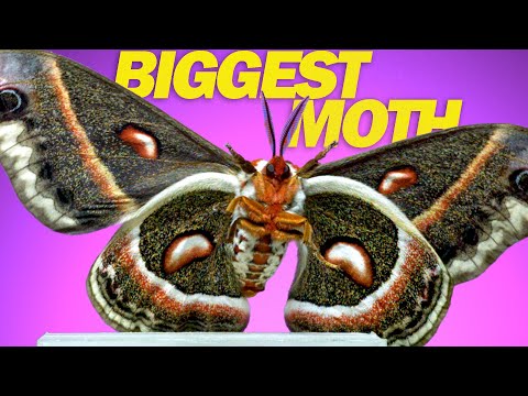 Cecropia Moth + 9 Moths in Slow Motion!