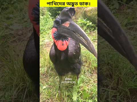 পাখিদের অদ্ভুত ডাক। 😳 #shorts #birds #sound