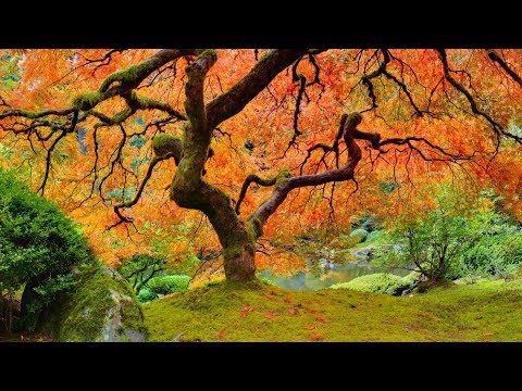 Entspannungsmusik Zen-Garten - Asiatische Einfluss Musikinstrumente - Meditationsmusik