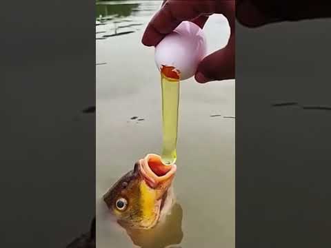 Come, let me show you how to feed fish eggs #farm #fish #farming #farmer #nature