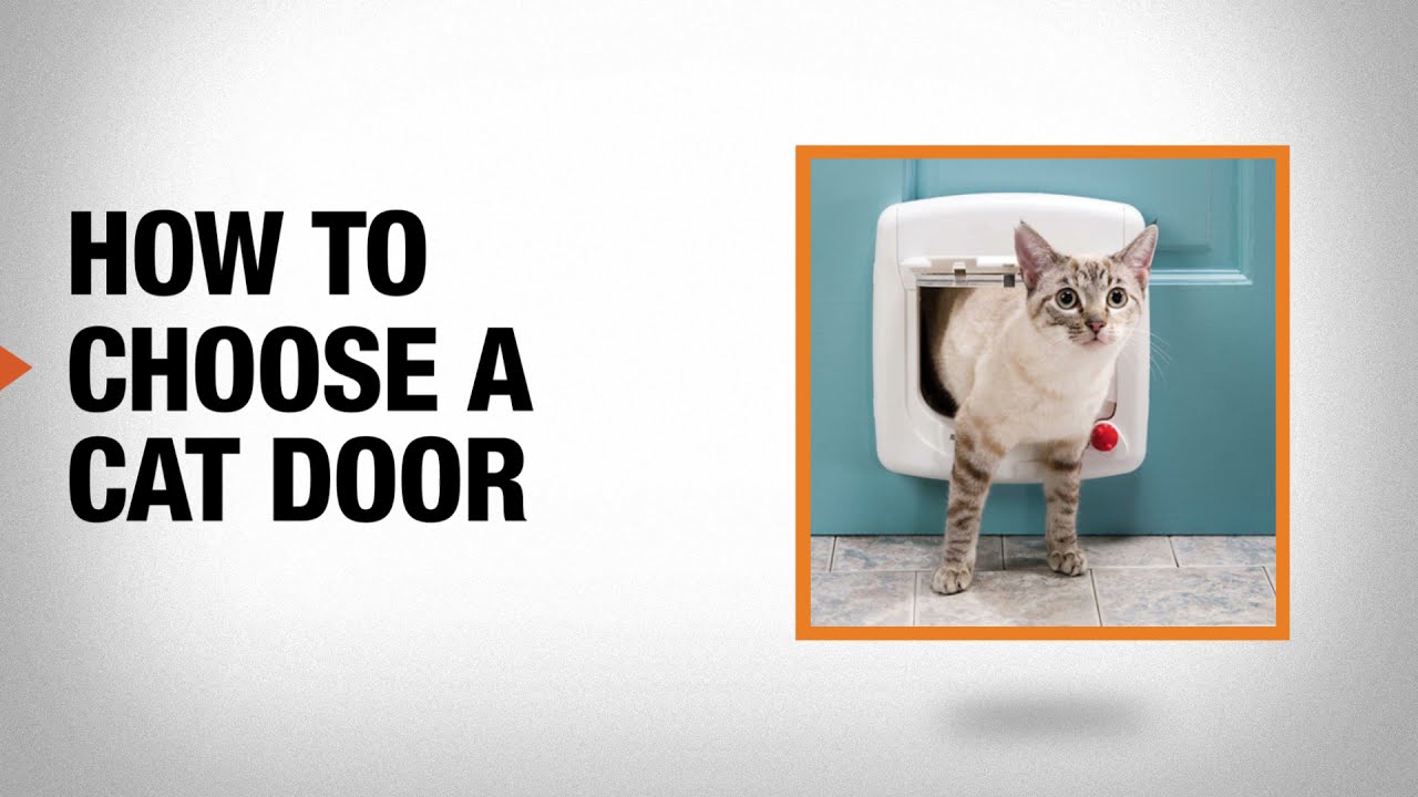 How to Choose a Cat Door