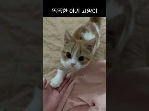 너무 똑똑해서 손 달라하기도 전에 줌