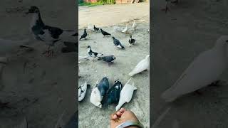 Nature sounds meditation forest sounds of birds singing relaxation - 2 minutes