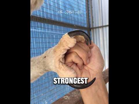 Eagles Are So Tyrannical #animals #eagle