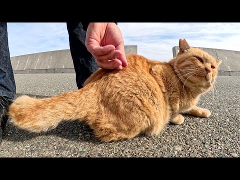 丸々と太った茶トラ猫をモフったらウットリとした表情を浮かべた