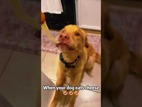 Inside a golden retriever’s brain 🧠🐶🤣#dog #doggielife #goldenretriever #funnydogs #foryou #funny
