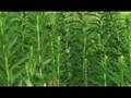 Biofuels: Advantages and Challenges