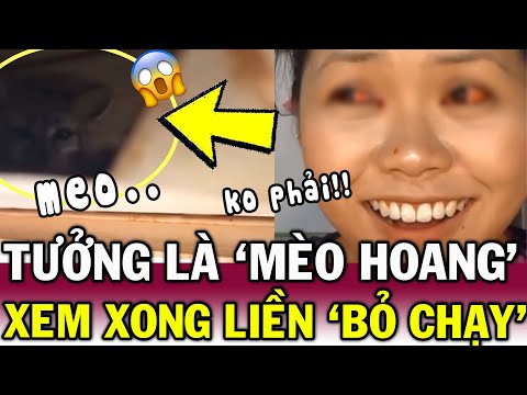 Định CỨU MÈO HOANG, người phụ nữ TÁI MẶT khi chạm tráng SÓI XÁM ngay trên nóc nhà | Tin Việt Độc Lạ