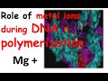Metal Ions in DNA Polymerization