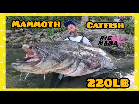 Fishing mammoth 220 pound Fish with a short rod by Catfish World