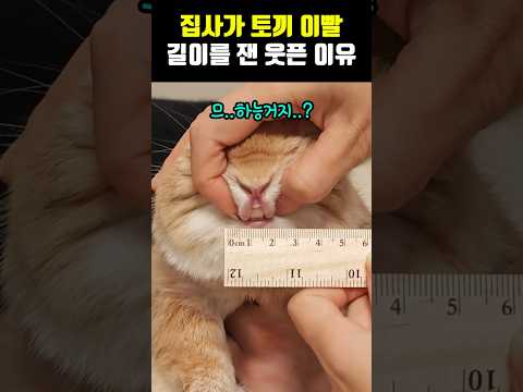 집사가 토끼 앞니 길이를 잰 웃픈 이유ㅋㅋㅋ