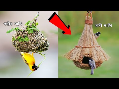 এই পাখিদের বাসা তৈরির কৌশল দেখে বিজ্ঞানীরাও অবাক !! 10 Amazing Birds Nests