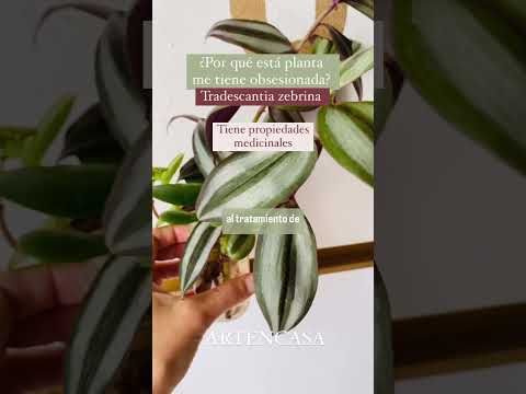 Tradescantia Zebrina: La planta de la suerte que purifica y sana | Descubre sus secretos