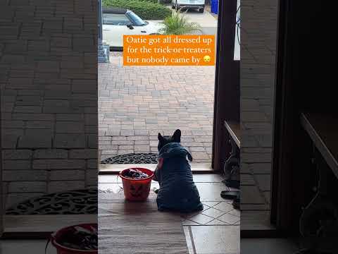 Puppy gets no trick or treaters 😭 #dogs #shorts #halloween