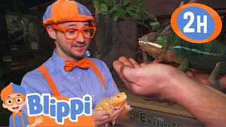 Blippi Meets Reptile Friends! 🦎 | Educational Kids Videos | Fun Compilations