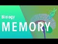 Understanding Memory