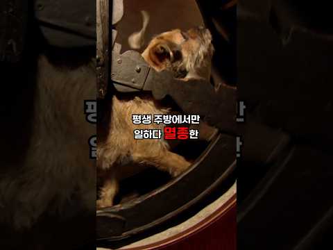 평생 주방에서만 일하다 멸종한 비운의 개