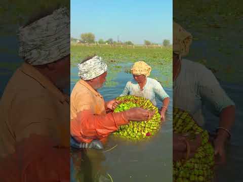 सिंघाड़े की जबरदस्त अनोखी खेती😍 #desi #village #reelsfypシ