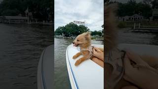 Dogs first time traveling: (cutest dog)