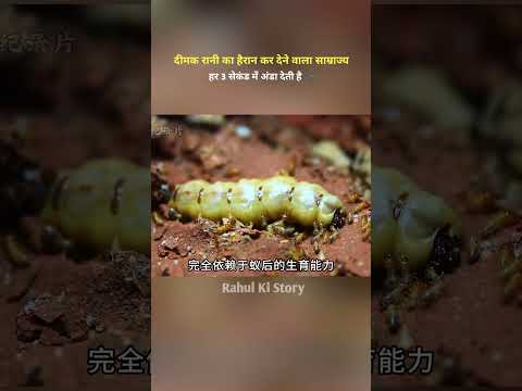 हर 3 सेकंड में एक अंडा देती है, दीमक रानी का हैरान कर देने वाला साम्राज्य | #shorts