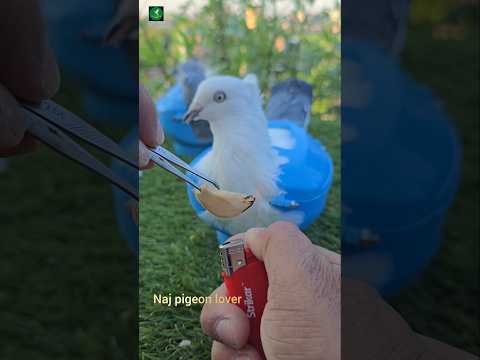 Garlic is a natural antibiotic for pigeons. #shorts #kabutar #foryou