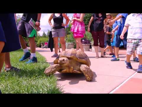 La Tortuga Paseadora