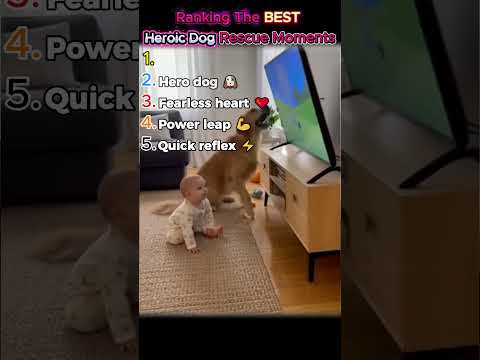 Top 5 UNBELIEVABLE Dog Rescues Caught on Camera ๐ฑ๐ถ