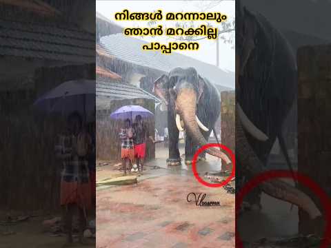 പാപ്പാന്മാർ ചെരുപ്പ് എടുക്കാൻ മറന്നപ്പോൾ ചൂണ്ടി കാണിച്ച് കൊടുക്കുന്നു ആനയുടെ ഓർമ്മശക്തി അപാരം