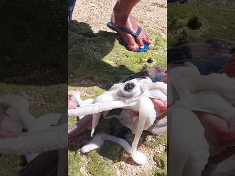 Did You Know Octopuses Have BEAKS?! 🐙 (Satisfying Pop)