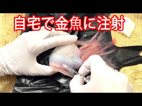 #11  元看護師が金魚に注射をうつと起こること11。
