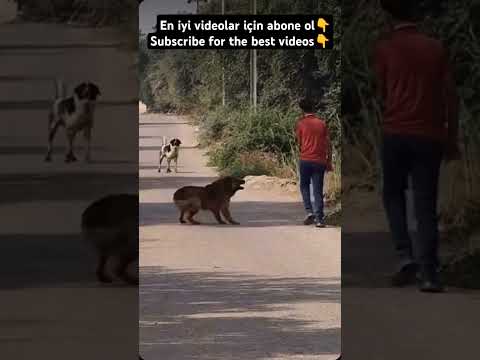 ANGRY DOG #doglover #dog #dogs #dogshorts #youtubeshorts #subscribe #shorts #youtube #like #love