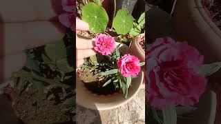 video 13 - Carnation Flower Bloom in My Terrace Garden 🌸 | Easy Care & Beautiful Colors #carnation