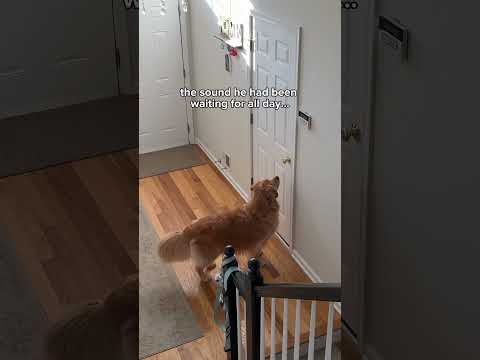 Leaving Frankie at school was hard…but watching Beau wait for him by the door was heartbreaking.🥺
