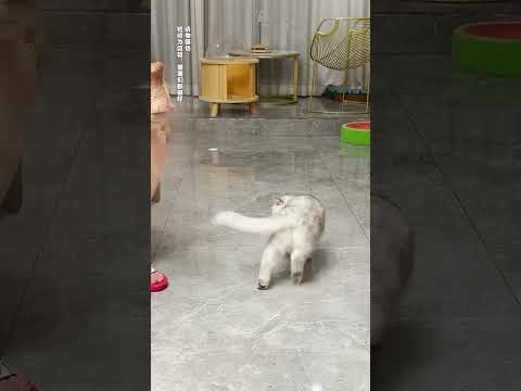 惊喜总是来的这么突然|乔巴日记
