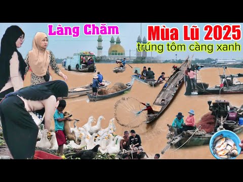 Mùa nước lũ 2025 Xóm Chăm hàng 100 ghe tàu ra sông trúng tôm càng xanh