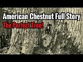 Reviving the American Chestnut Tree