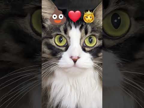 Gift for her #cat #shorts